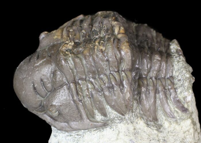 Bargain, Cheirurid Trilobite - Malvern, England #62883